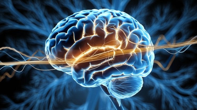 Brain arterial blood flow visualization showing hypertension impact
