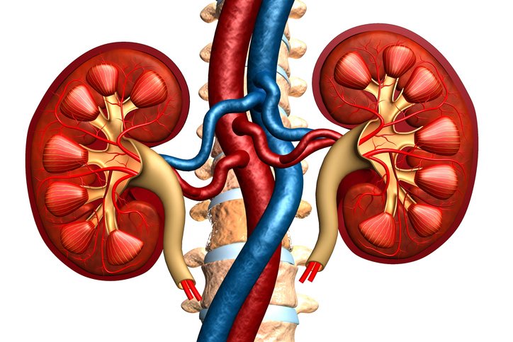 A kidney artery ultrasound